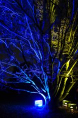 Kew Gardens Lights-1080182
